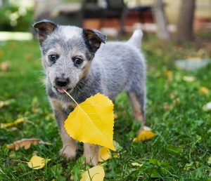Puppy with an autumn leaf